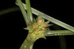 Asian spikesedge